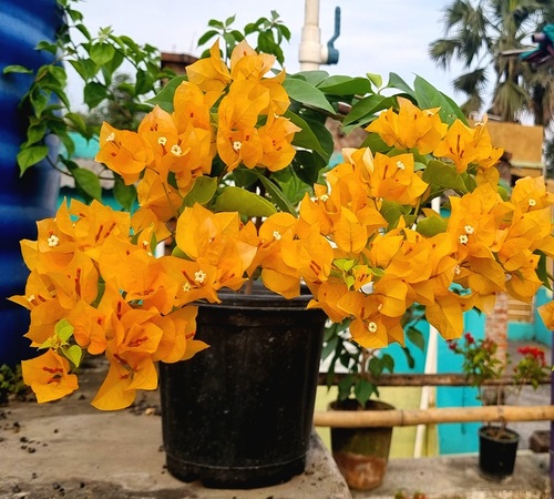 Yellow Bougainvillea3.jpg
