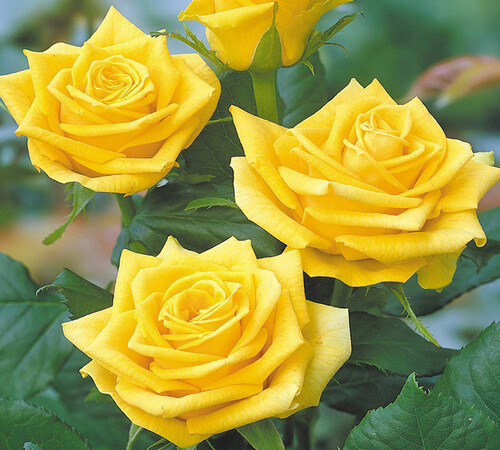 yellow Rose3.jpg