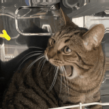 1000051727.gif