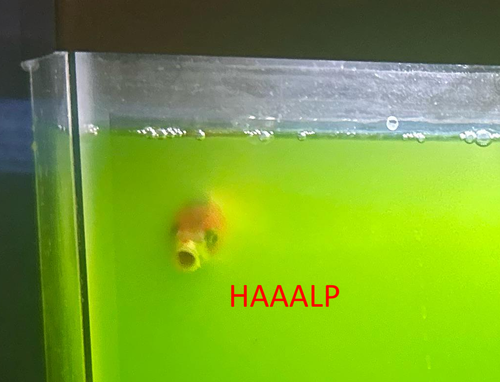 HAALP.png