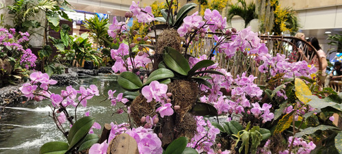 OrchidsatSingaporeairport 25Marh2026.jpg