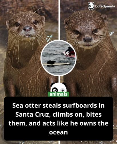 414. Santa Cruz’s surf legend Otter 841 is stealing boards and hassling surfers..png