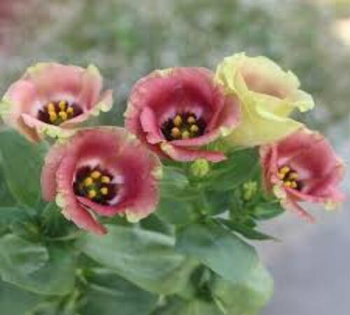 Mixed Eustoma2.jpg