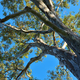 G3F37R Eucalyptus Tree, Adelaide, South Australia, Australia.jpg