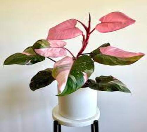 pink Monstera1.jpg