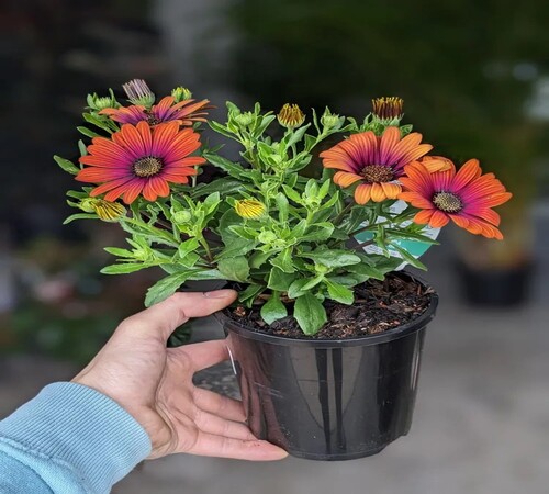 orange Osteospermum1.jpg