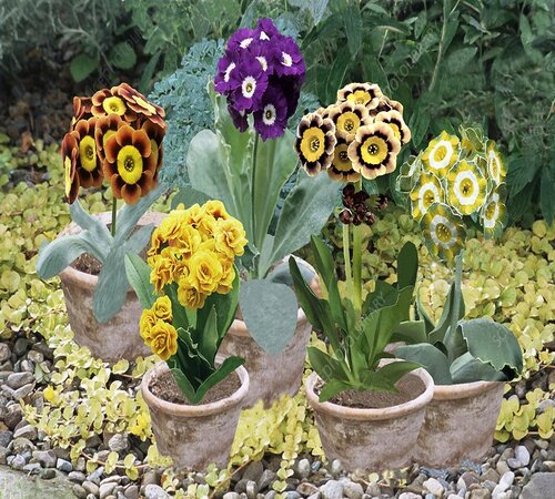 An illustration of Primula auricula in pots..jpg
