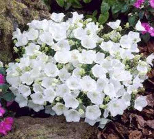 White Creeping Thyme2.jpg