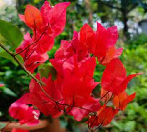 Red Bougainvillea 2.jpg