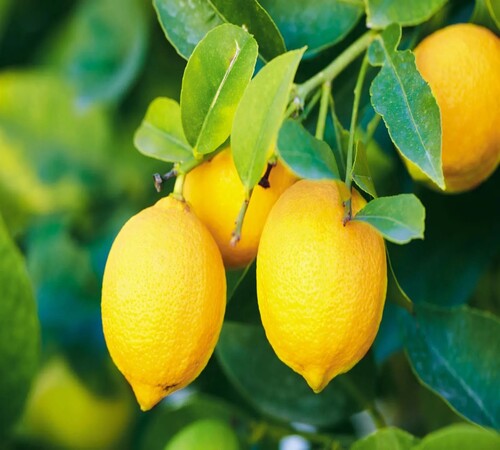 yellow Lemon 1.jpg