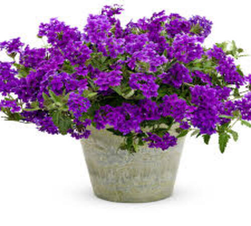 Violet Verbena4.jpg