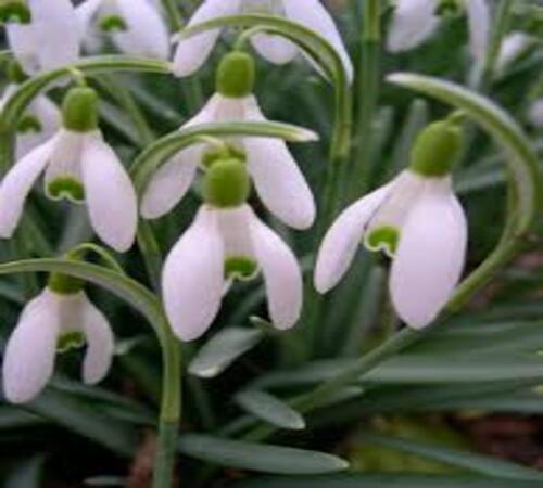 White Galanthus Nivalis2.jpg