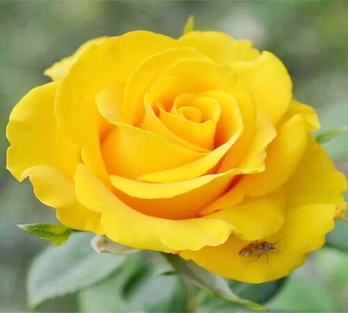 yellow Rose1.jpg
