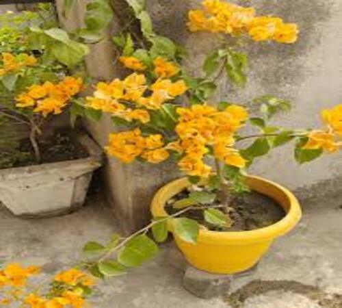 Yellow Bougainvillea1.jpg