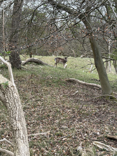 IMG 4206.jpg