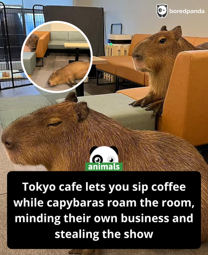 416. Forget cat cafes This coffee shop in Tokyo lets customers enjoy a cuppa while petting a capybar.png