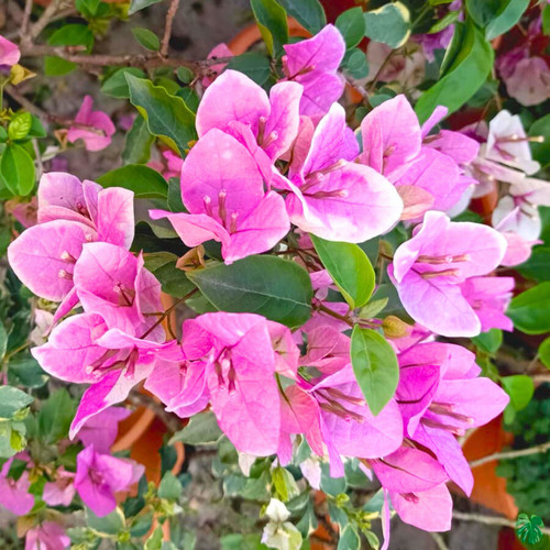 BougainvilleaSplash PaperFlower RareFloweringLivePlant Seed2Plant 1.jpg