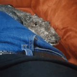 11111.gif