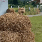 2222222.gif