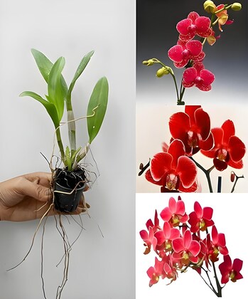 green view orchid flowers red phalaenopsis grafted hybrid 1 healthy live super yielding early flower.jpg
