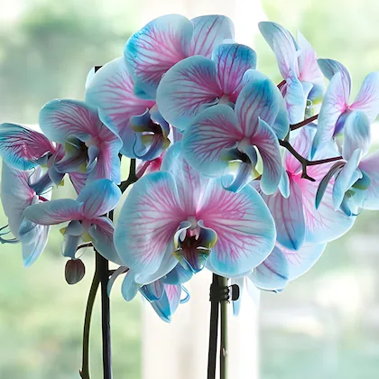 green view rare exotic live orchid flower plant valentine s blue dendrobium live plant original vari.jpg