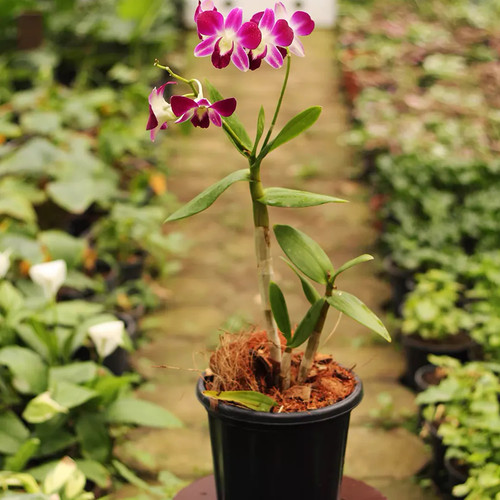 orchid plant5NF.jpg