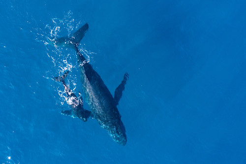 whale watching south australia - Gekko Safari.jpg
