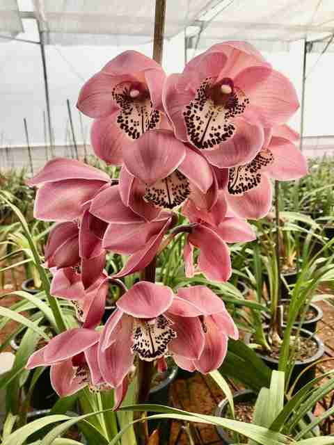 no perennial no orchid flower live plant miltoniopsis 1 healthy original imahcfu8yaztzayu.jpg