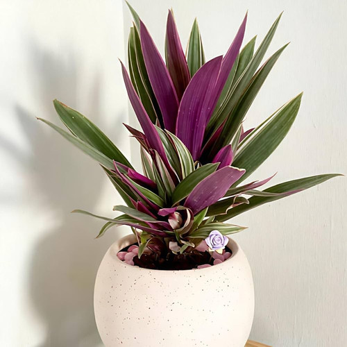 61IsaaLzXgL. AC UF1000,1000 QL80 .jpg