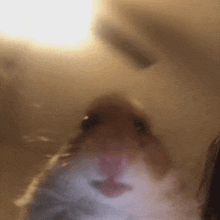 14849.gif