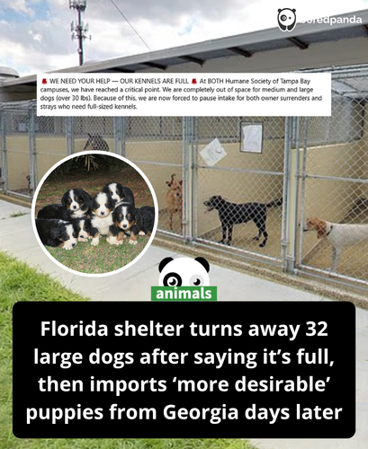 442. Outrage after Florida animal shelter claimed to be full then imported ‘more desirable’ puppies .png