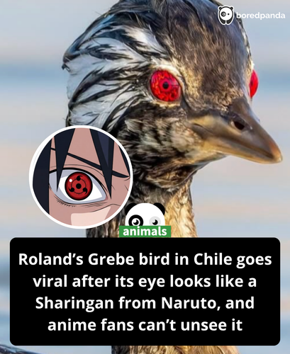 441. A photo taken in Chile is gaining attention online after a Roland’s grebe appeared to have an e.png