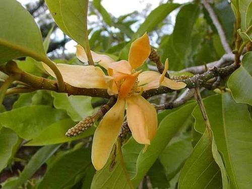 A golden Champaca is in full bloom.jpg