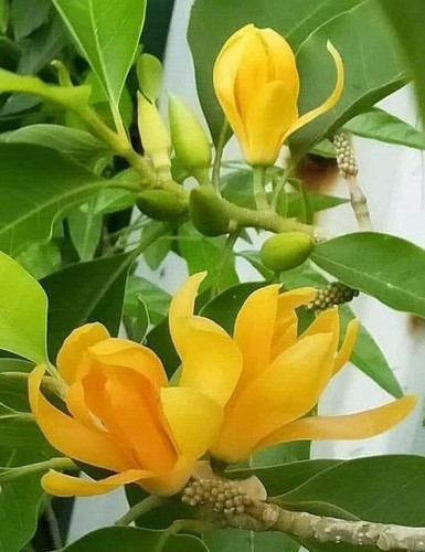 Magnolia Champaca (1).jpg