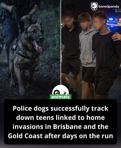 443. Tense moment group of teenagers accused of a string of home invasions are tracked down by polic.png