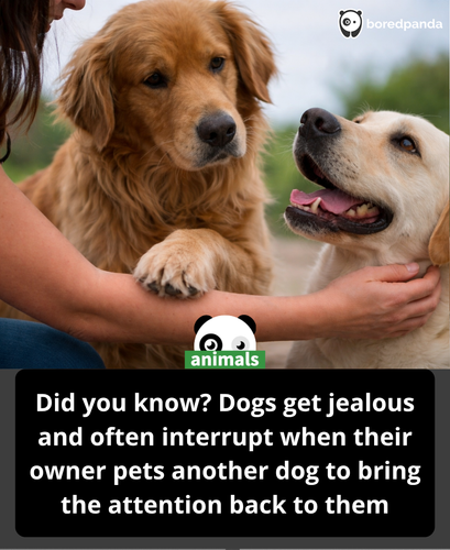 440. Dogs can display behaviors that resemble jealousy when their bond with an owner feels threatene.png