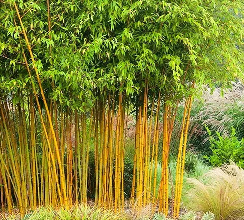 bamboo tree3.jpg