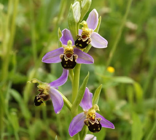 Bee Orchid3.jpg
