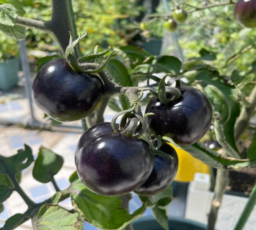black tomato 3.jpg