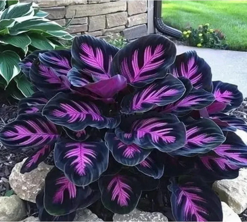 calathea 2.jpg