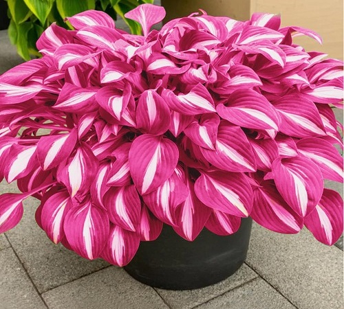 hosta 3.jpg