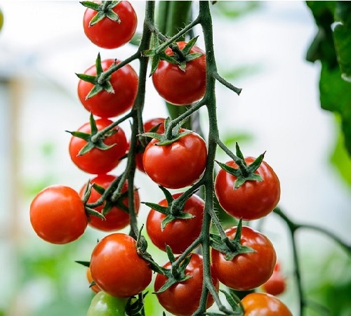 Grafted Tomato Gardeners Delight11092013 110913 1192013 11/09/13 11/09/2013 11 11th September 2013Au.jpg