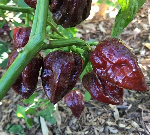 hot pepper1.jpg