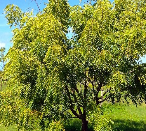neem tree3.jpg