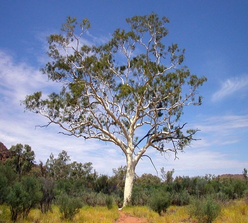 Eucalyptus2.jpg