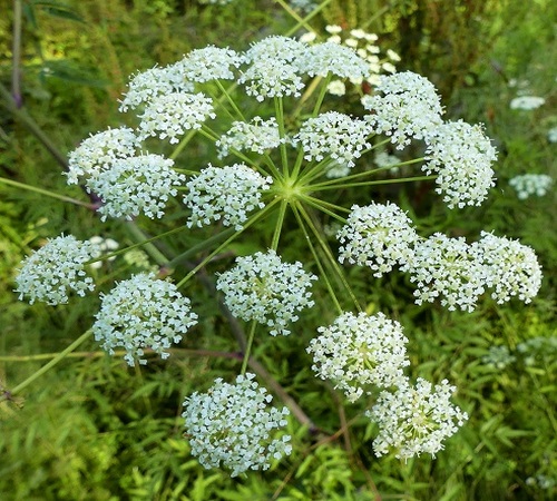Hemlock 6.jpg