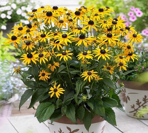 rudbeckia 2.jpg