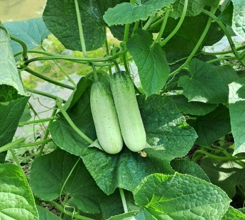 white cucumber3.jpg