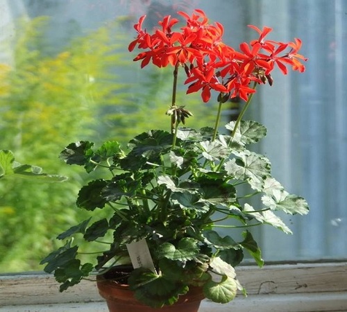 red geranium3.jpg