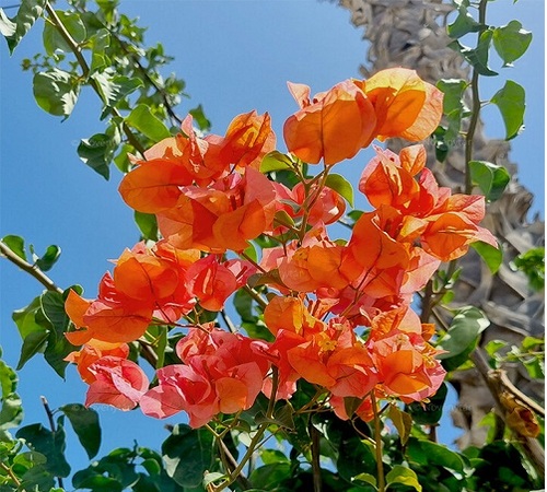 orange bougainvillea2.jpg